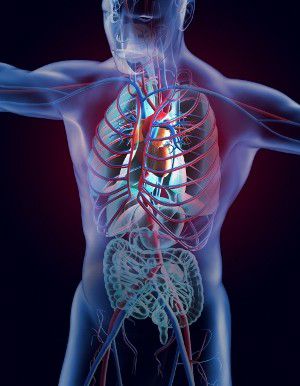 循環器系　心臓　肺　血管
