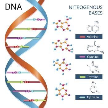 DNA配列