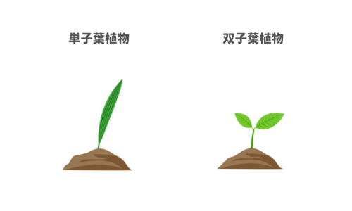 単子葉植物と双子葉植物