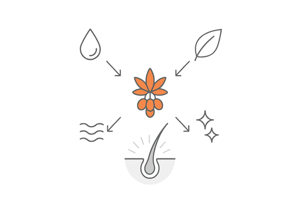 ノコギリヤシの有効成分と毛根への働き（脂肪酸・フィトステロールのイメージ