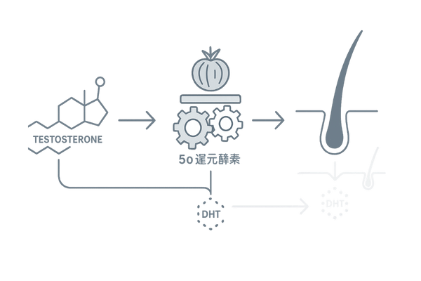 ノコギリヤシのDHT生成抑制メカニズム（5αリダクターゼ阻害）｜男性型脱毛症(AGA)の仕組み図