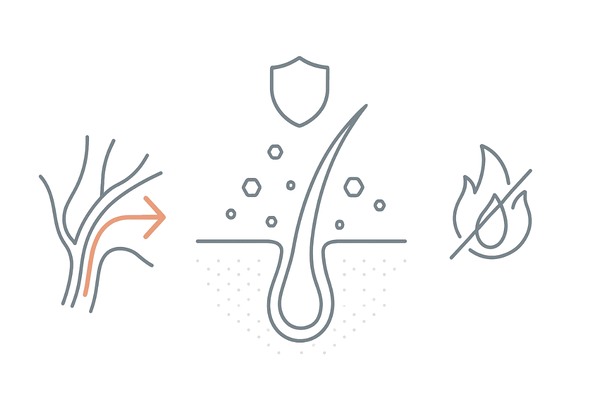 ノコギリヤシの抗炎症・血行促進による頭皮環境改善｜毛包断面の概念図