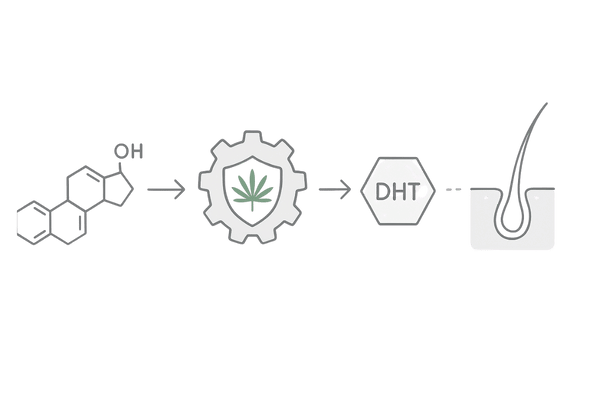 ノコギリヤシのDHT抑制メカニズム｜5αリダクターゼ阻害の図解