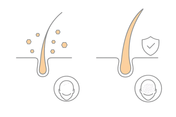 ノコギリヤシの使用前後比較｜毛包断面・毛髪密度の変化イメージ