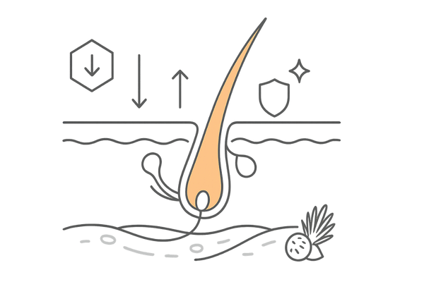 頭皮の毛包断面とDHT低下・微小循環改善の概念図（ノコギリヤシによる頭皮環境の最適化）