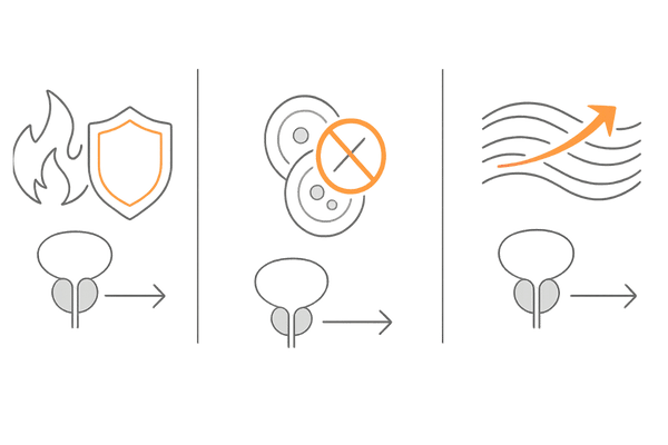 前立腺における炎症抑制・細胞増殖制御・平滑筋弛緩の概念図（排尿症状の改善メカニズム）