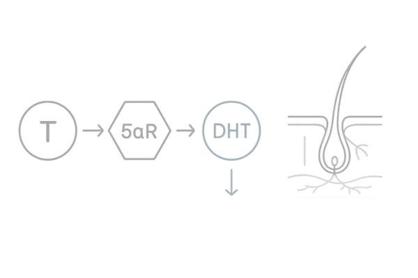 5αリダクターゼの働き：テストステロン→DHT→毛包ミニチュア化の流れ（作用フローチャート）