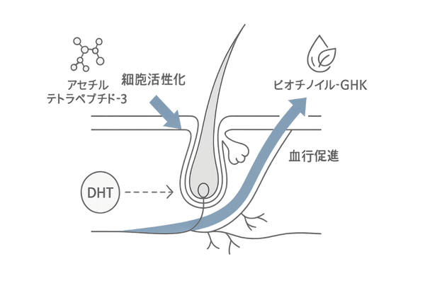 キャピキシルの作用機序｜毛包と微小血管への二方向アプローチ図（男性向け）