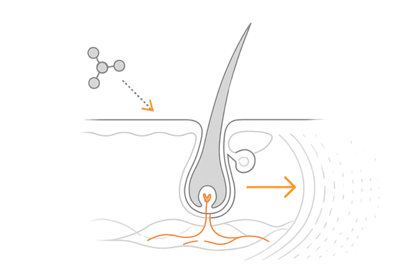 キャピキシル（アセチルテトラペプチド-3）の作用機序図｜毛包・コラーゲン・血流の三要素