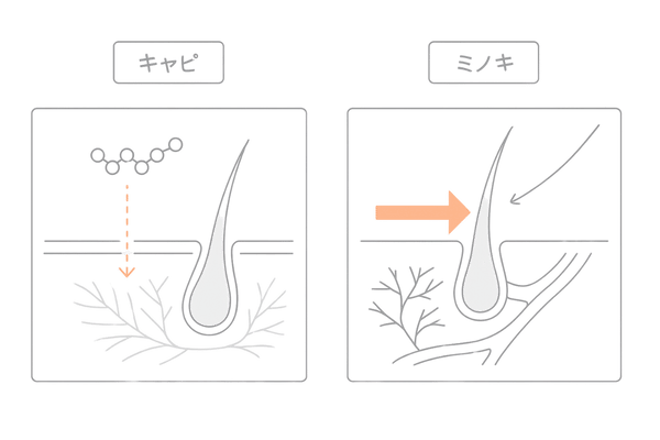 キャピキシルとミノキシジルの作用の違い｜ペプチド×血管拡張の2カラム比較図