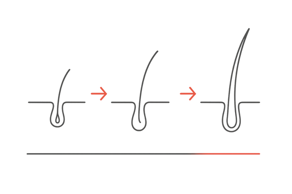 毛周期の移行(休止期→成長期)と毛髪の太さ変化を示すタイムライン