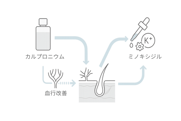 カルプロニウム塩化物×ミノキシジルの相乗効果メカニズム図（血行改善と毛包活性化）