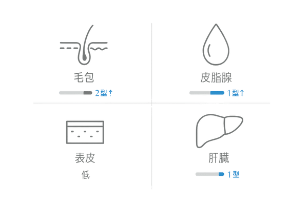 組織別の5αリダクターゼ分布：毛包は2型優位・皮脂腺は1型優位の図解