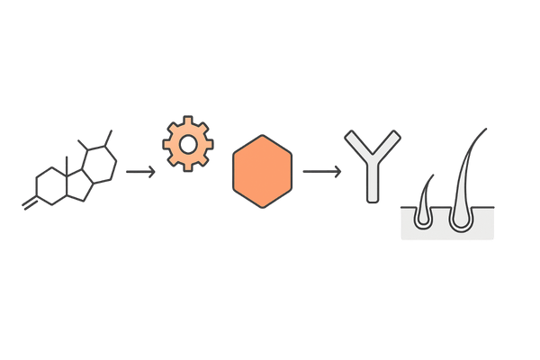 テストステロン→DHT変換フローと毛包ミニチュア化の概念図（5αリダクターゼ経路・男性向け・線画）