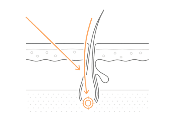 ペンタデカンの毛包浸透メカニズム図解（角質層→毛包深部）