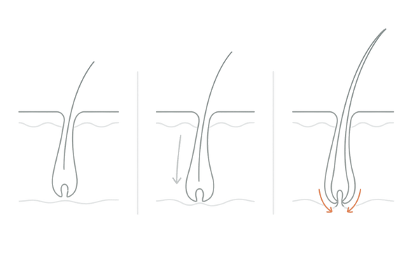 休止期から成長期への移行イメージ｜ペンタデカンの支援作用