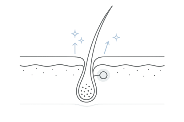 ペンタデカンが働く毛包内の作用部位イメージ(毛母細胞・毛乳頭・幹細胞)