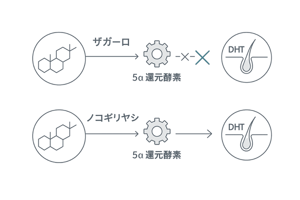 ノコギリヤシとザガーロの薬効メカニズム比較フローチャート（5α還元酵素→DHT→毛包）