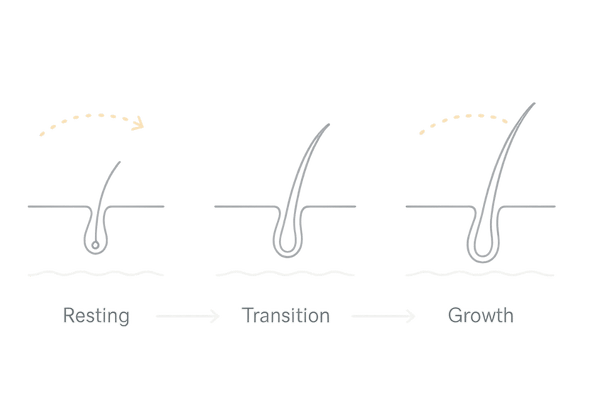 毛周期に合わせたt-フラバノン×アデノシンの作用タイミング(休止期→成長期)