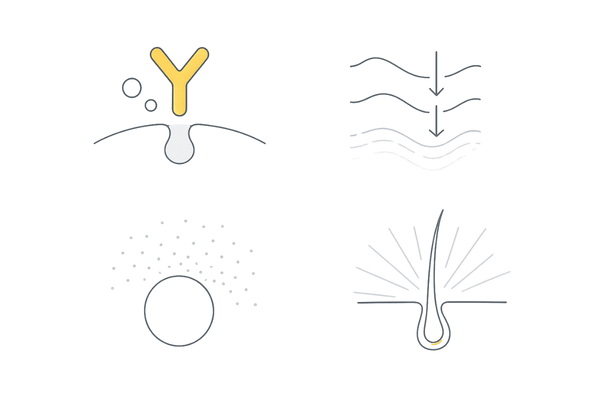 t-フラバノンの作用機序を一望できる図解(受容体結合→シグナル→遺伝子発現→毛包活性)