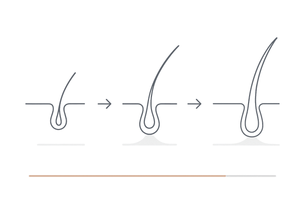 毛周期への影響:休止期から成長期への移行と成長期延長のタイムライン