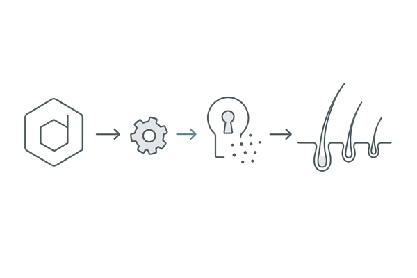 5αリダクターゼがテストステロンをDHTに変換し毛包をミニチュア化する流れ（AGAメカニズム図）