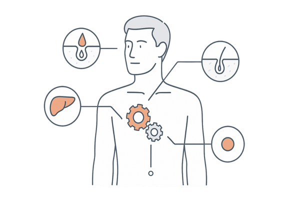 5αリダクターゼI型・II型の発現部位と役割を示す男性シルエット図（肝臓・皮脂腺・毛根・前立腺）｜AGA