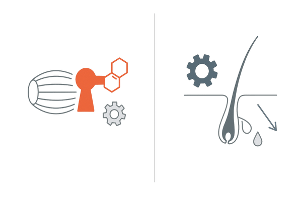 筋肉と毛包で異なるホルモン応答：5αリダクターゼ活性の組織特異性（筋組織vs毛包）