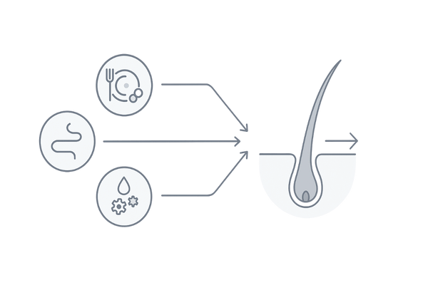 白髪の主な原因｜栄養・血行・ホルモン・遺伝がメラノサイトへ与える影響（フロー図）