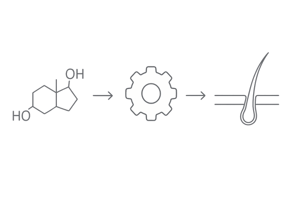 テストステロンからDHTへ—ホルモンが毛包に与える影響(図解)