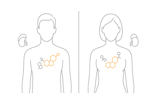 男性・女性のホルモンバランス比較｜テストステロンとエストロゲン