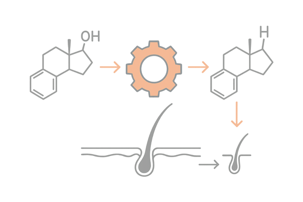 テストステロンからDHTへの変換経路｜5αリダクターゼとAGAの関係