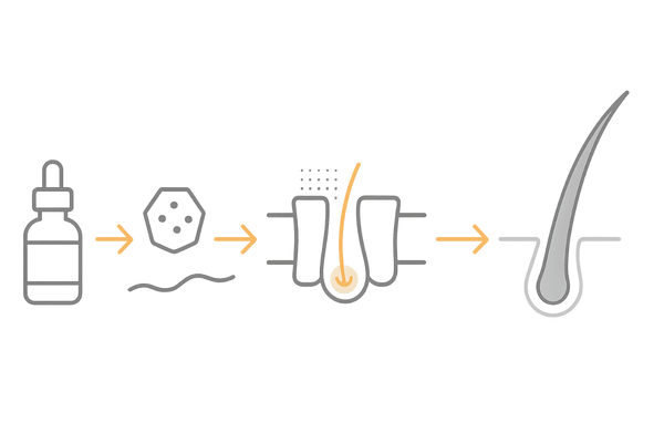 ミノキシジルの作用機序図解:血管拡張と成長期延長のフロー