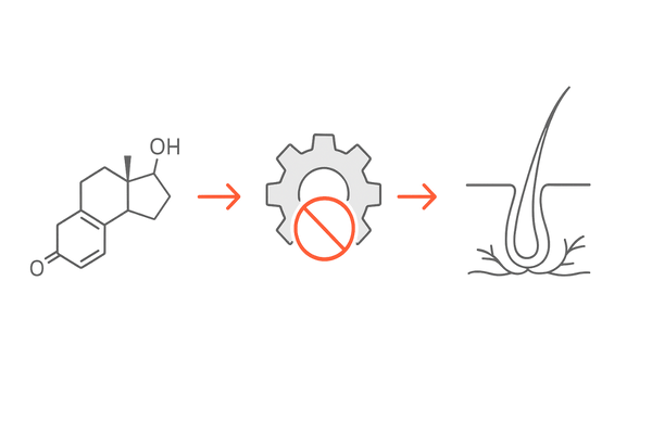 テストステロンからDHTへの変換と毛根ミニチュア化｜5αリダクターゼの作用イメージ（男性向けAGA）