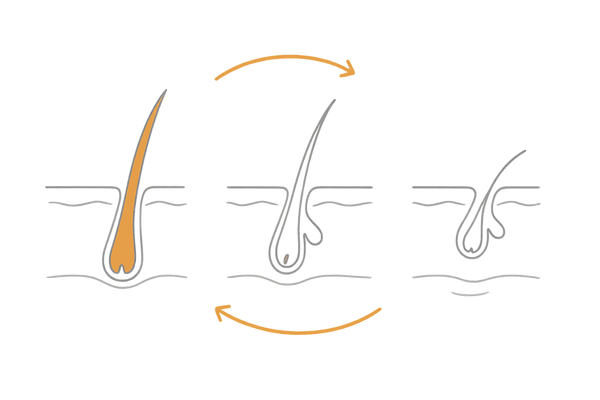 毛髪の成長サイクル（成長期・退行期・休止期）と男性ホルモン影響の可視化