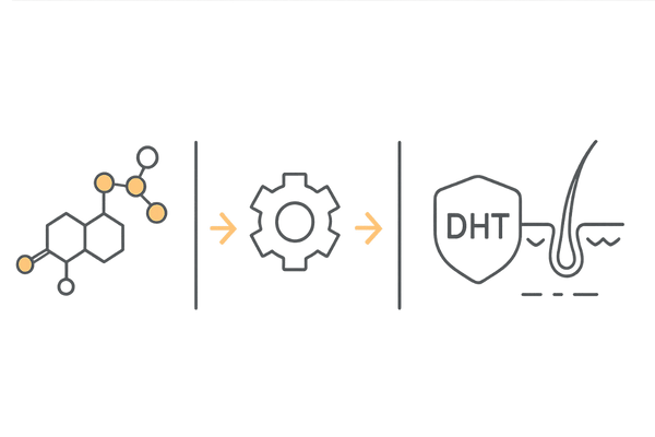 DHT生成と毛包ミニチュア化の流れ|テストステロン→5αリダクターゼ→DHT→毛包の変化
