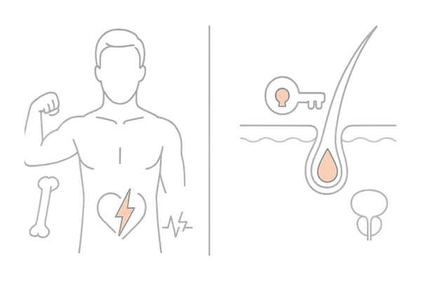 テストステロンとDHTの違い|全身的作用と標的指向性(受容体親和の違い)2パネル図解