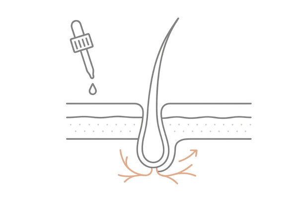 アロビックス（カルプロニウム）の血行促進と毛包への作用を示す頭皮断面図