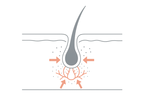 ミノキシジルの血行促進メカニズム|毛包・毛細血管の断面図