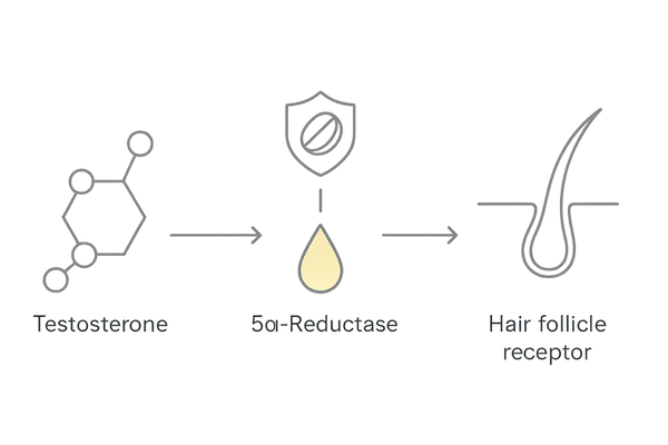 フィナステリドでDHTを抑制する仕組み（5α還元酵素と毛包の関係図）