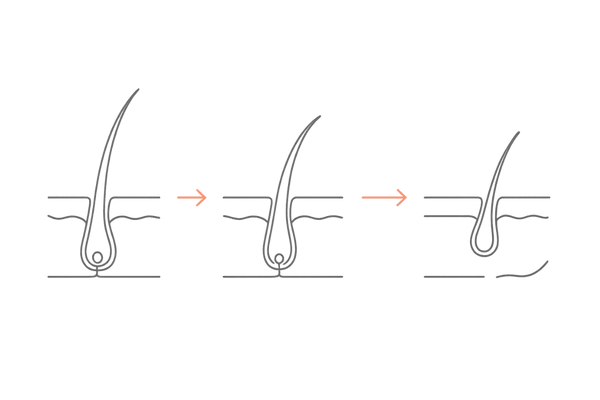 毛周期と自然な抜け毛の流れ｜シャンプー時の抜け毛が正常範囲か理解する図解