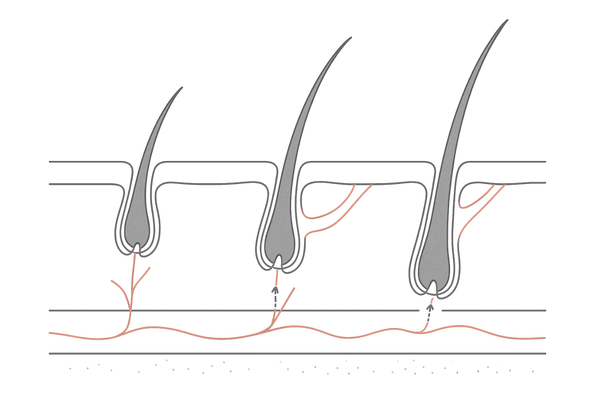 ミノキシジルの作用機序:頭皮断面で見る血流改善と毛包サイクルの変化