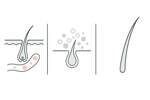 ミノキシジルの作用イメージ（血行促進と毛周期サポート）