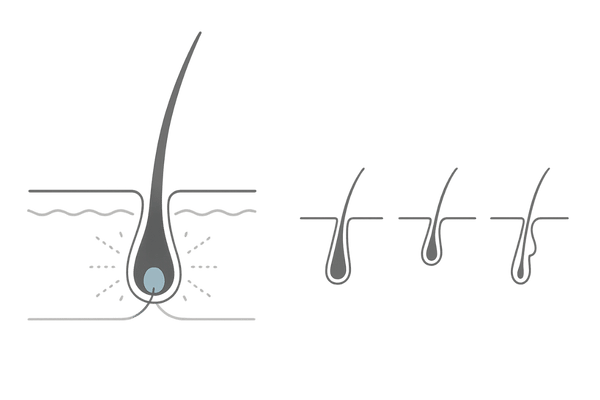ミノキシジル外用薬の作用とヘアサイクル図解（毛乳頭・毛母細胞と血流）