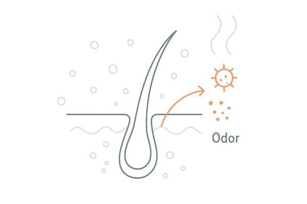 頭皮のにおいのメカニズム|皮脂の酸化と雑菌繁殖を示す図