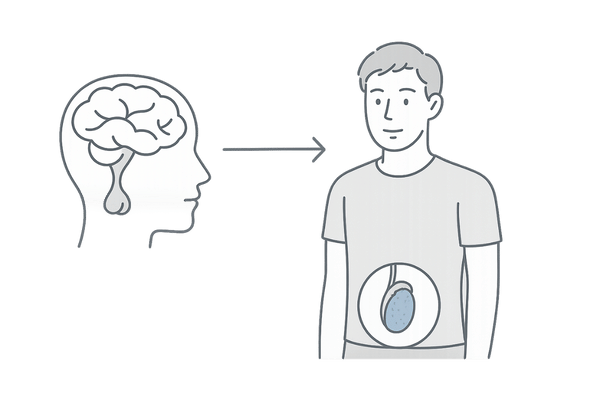 テストステロン分泌の流れ（脳―下垂体―精巣のイメージ）