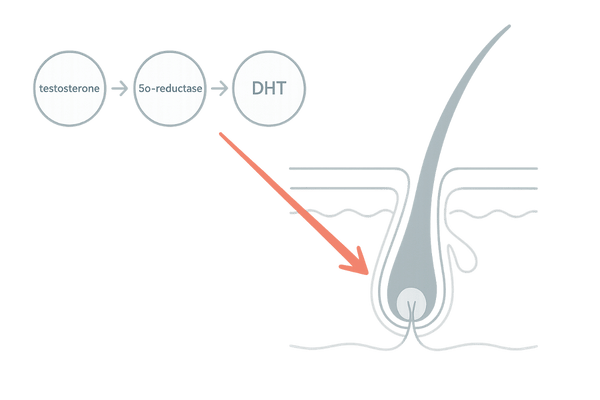 テストステロンからDHTへの変換と毛根への作用図
