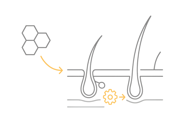 DHTとヘアサイクルの関係｜5αリダクターゼによるテストステロン変換の模式図（AGA）