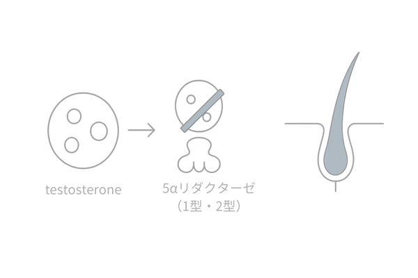 デュタステリドの作用機序(DHT抑制と5αリダクターゼ阻害)