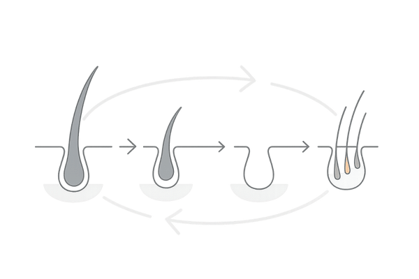 ヘアサイクルと半年で効果を判断する理由（成長期・休止期の流れ）